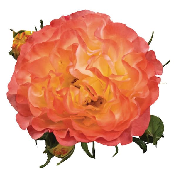 Proven Winners 4.5 in. qt. Oso Easy En Fuego Rose (Rosa x) Live