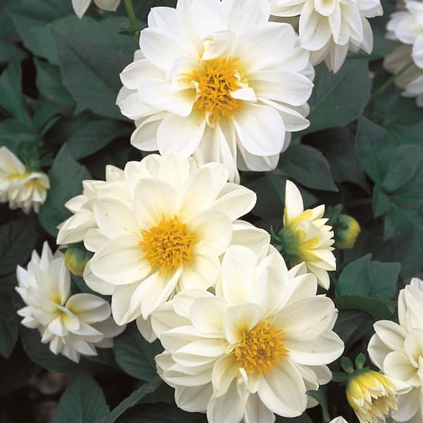 Unbranded 4 in. White and Yellow Dahlia Plant