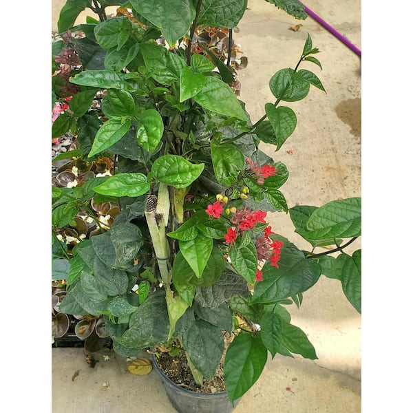 Wekiva Foliage Bleeding Heart Vine with Trellis-Live Plant in a 10 in. Pot-Clerodendrum - Shrubs