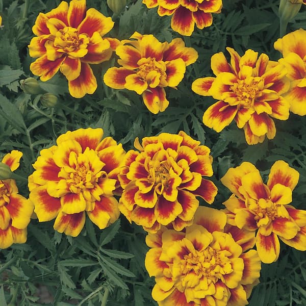 ALTMAN PLANTS Bicolor French Marigold Plant (6 Pack) with Assorted Flowers