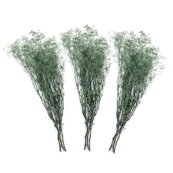 Bindle & Brass 23 in. Blue Teal Baby's Breath Dried Natural (3-Pack)
