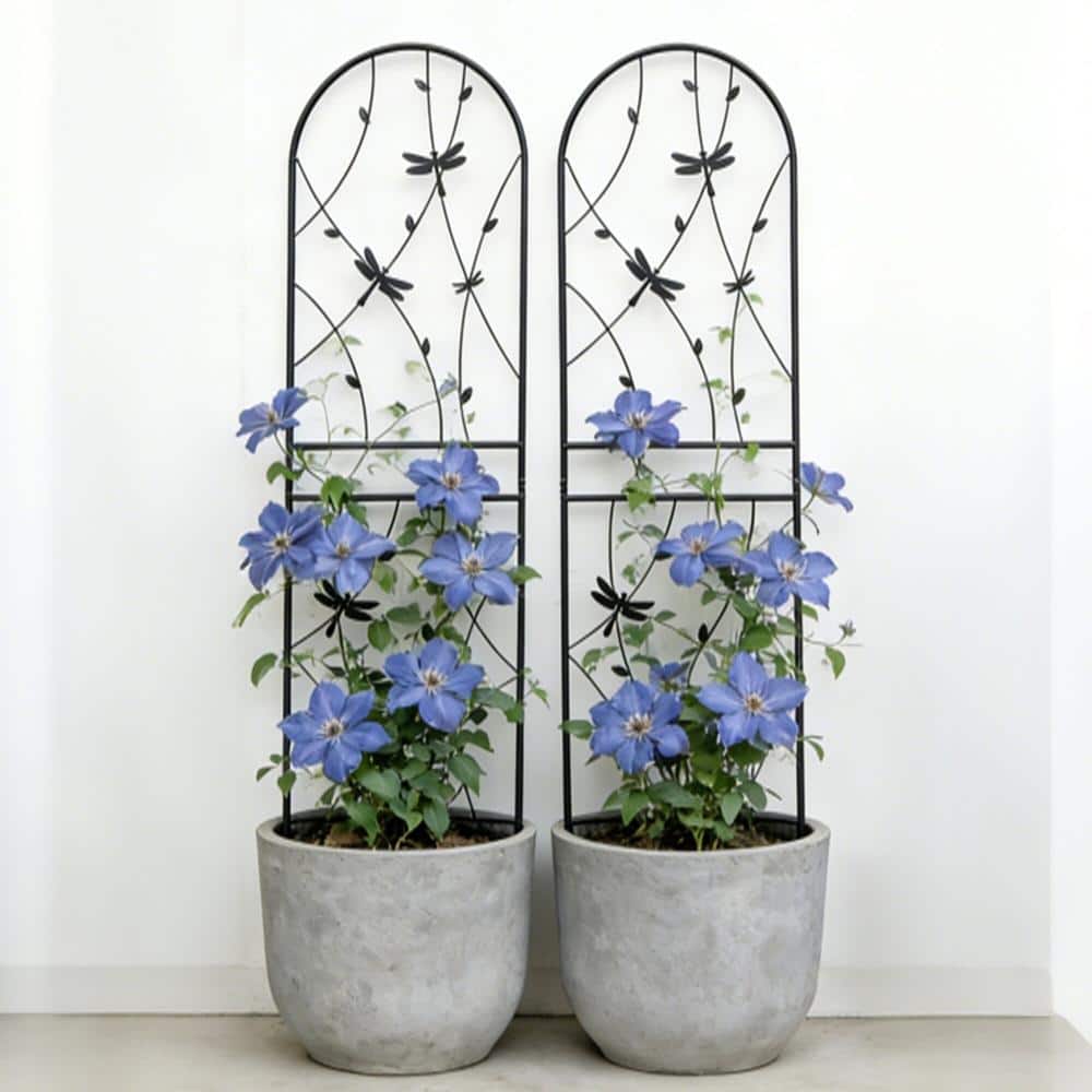 71x19.7 in Black Outdoor Metal Rustproof Garden Trellis with Dragonfly Decoration for Climbing Plants 2-Pack price history on PriceWatchPro