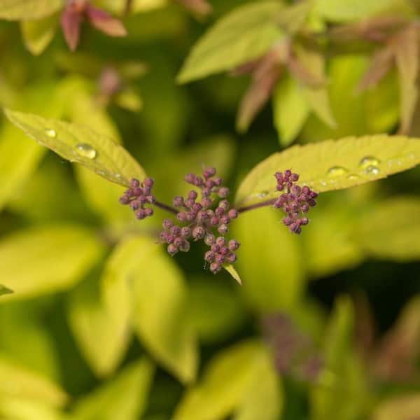 FIRST EDITIONS - 2 Gal. Little Spark Spirea Shrub with Pink Flowers