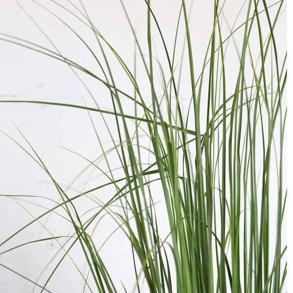 2.5 Gal. Pampas Grass with Sandy White Blooms, Live Evergreen Grass