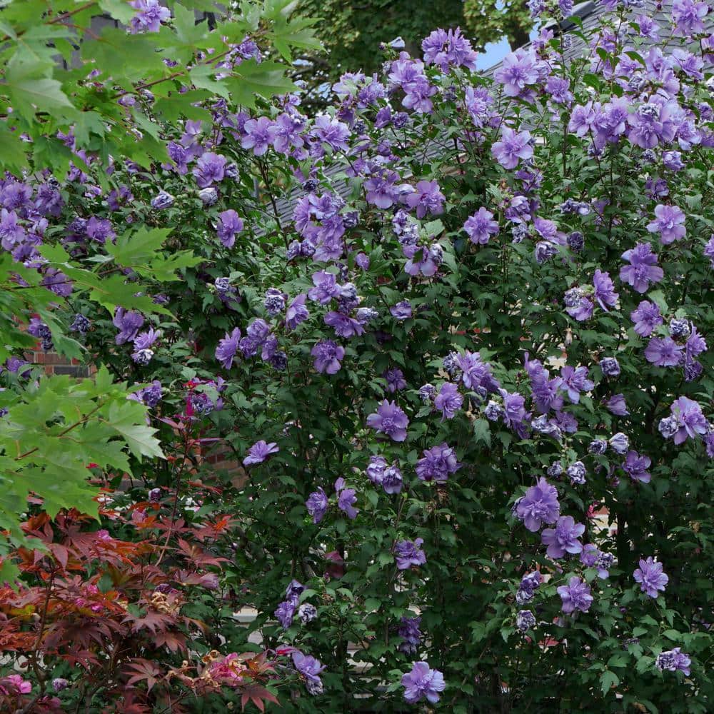 Lavender Blueberry Smoothie Hibiscus Flowering Shrub in 2-Gallon Pot