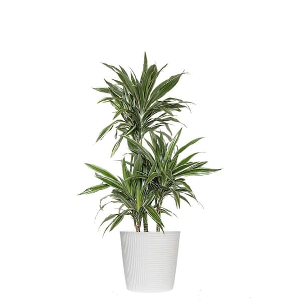10 in. Dracaena Warneckii Plant in White Decor Pot