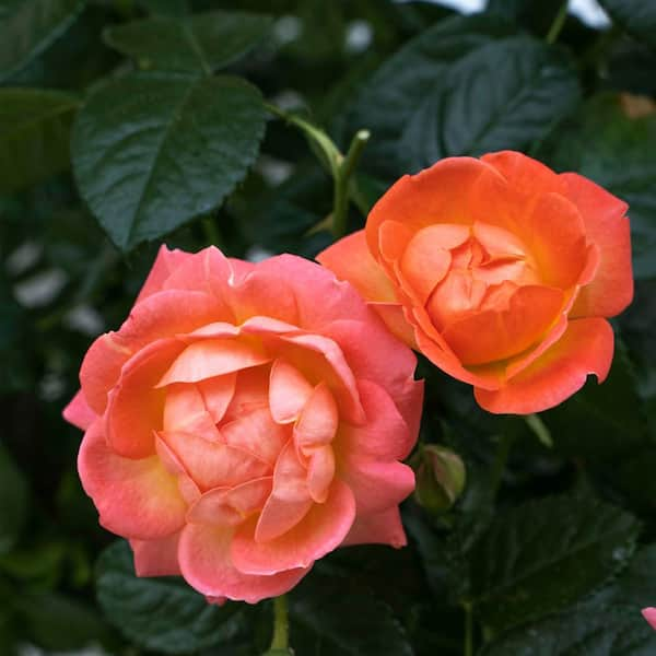 2 Gal. Orange Glow Knock Out Rose Bush with Orange Flowers