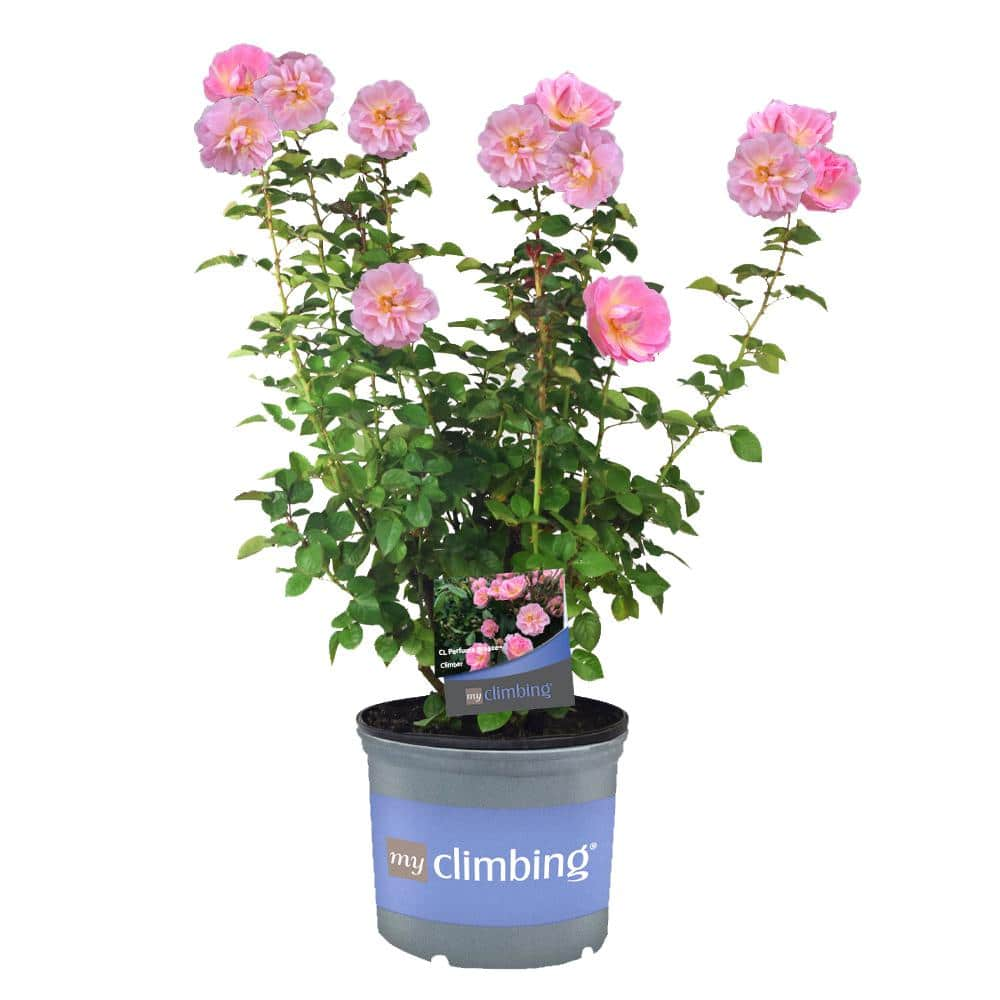 MY CLIMBING 3 Gal. Perfume Breeze Climbing Rose with Pink Flowers 17571 ...