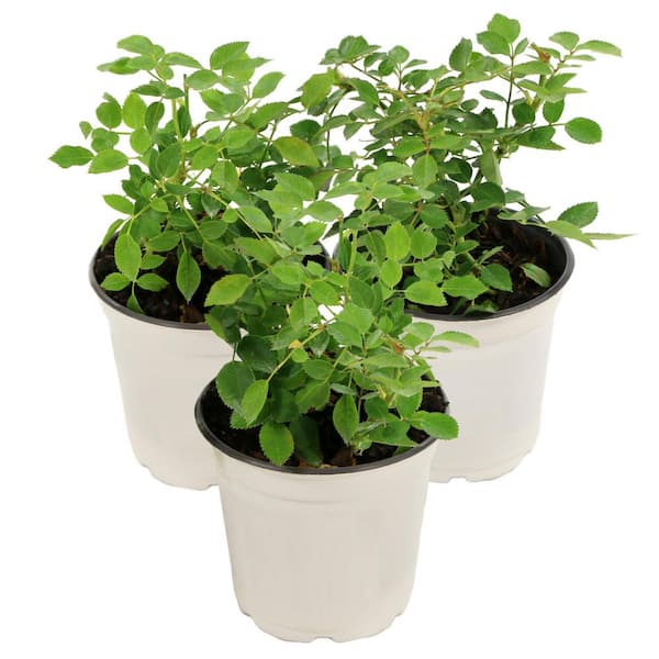 national PLANT NETWORK 4 in. Pinku Rose Plant with Pink Flowers (3-Pack)