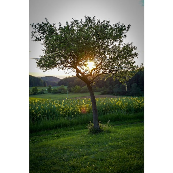 https://images.thdstatic.com/productImages/73214d64-38d6-4fab-9e4d-1d91252d6816/svn/online-orchards-fruit-trees-ftpr003-76_600.jpg