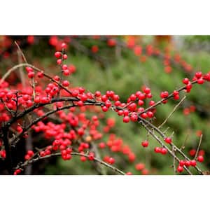 1 Gal. Cranberry Cotoneaster Shrub this True Multi-Purpose Shrub Displays a Different Color for Every Season