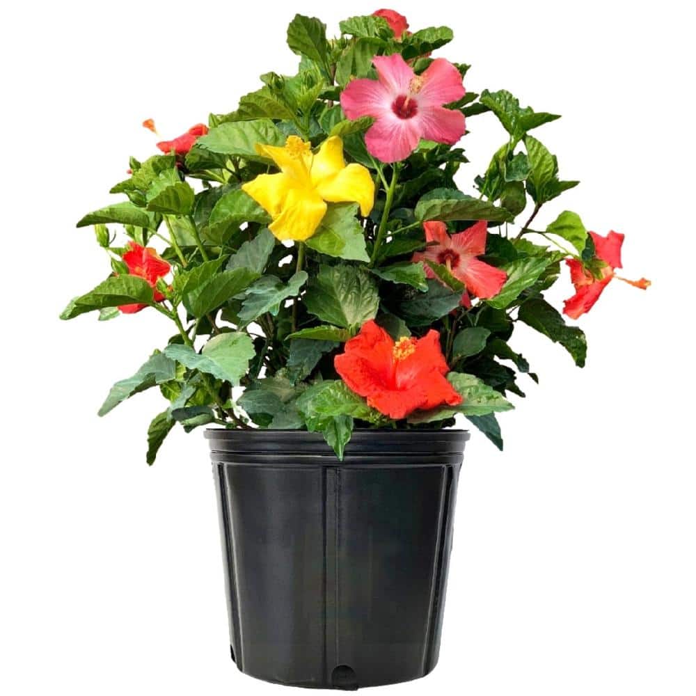 NATURE'S WAY FARMS 2 Gal. Hibiscus Trio Plant with Assorted Bloom