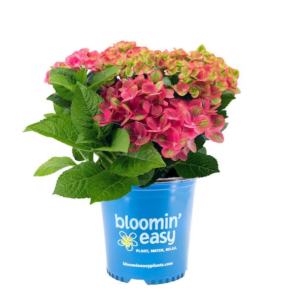 BLOOMIN' EASY 2 Gal. Tilt-A-Swirl Bigleaf Hydrangea (Macrophylla) Live ...