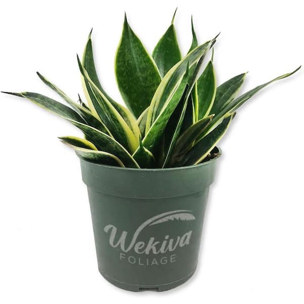 Lotus Snake Plant-1 Live Plant in a 4 in. Growers Pots-Sansevieria Trifasciata 'Lotus Hahnii'-Indoor Houseplants