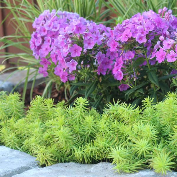 【take】groundcover Acornhouse3.45 ホワイト METROLINA GREENHOUSES #4 1 Pt. Angelina Yellow Sedum Ground