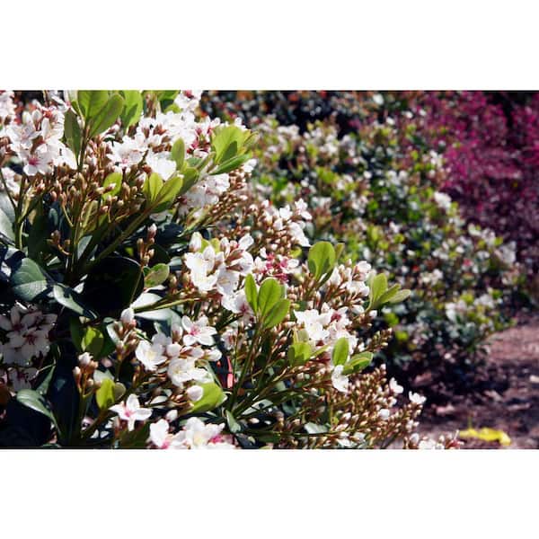 SOUTHERN LIVING 2 Gal. Spring Sonata Indian Hawthorn (Raphiolepis