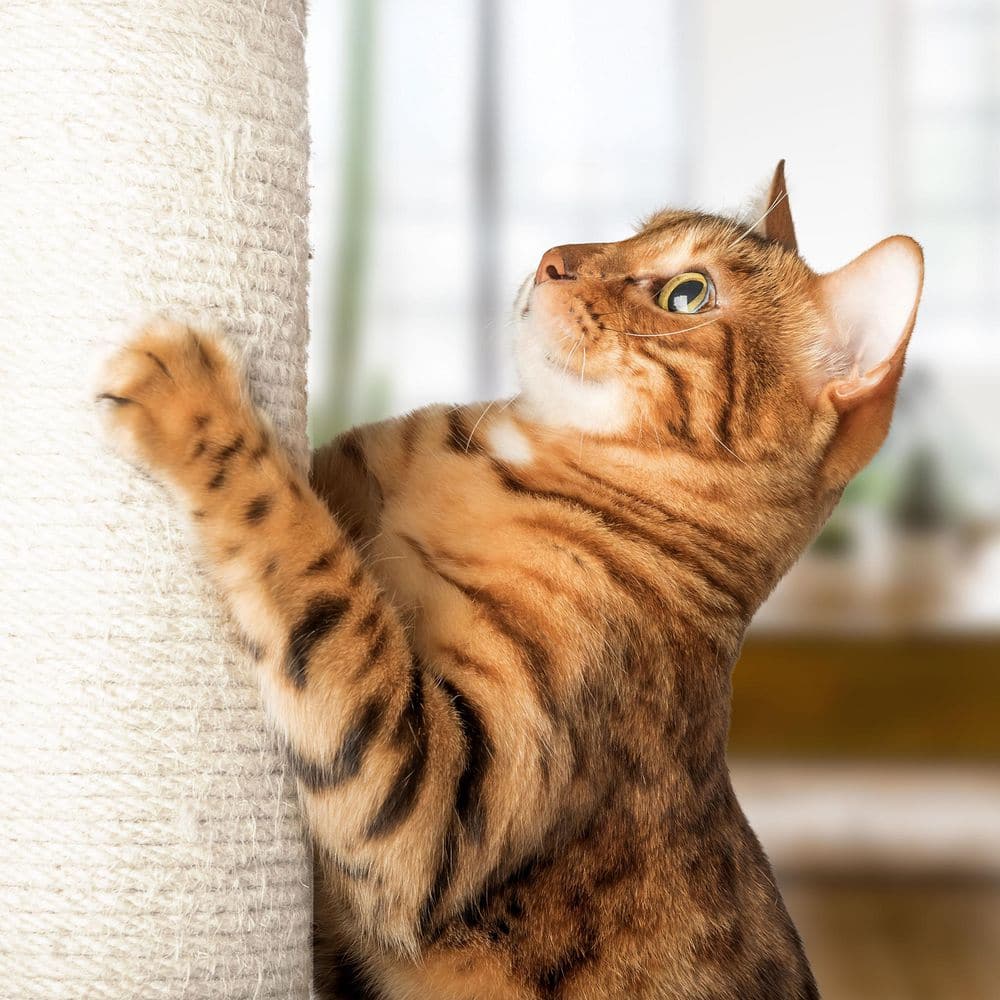White Plush Cat Hammock with Sisal Scratching Posts