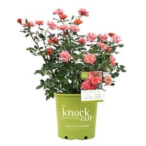 2 Gal. Coral Knock Out Rose Bush with Brick Orange to Pink Flowers