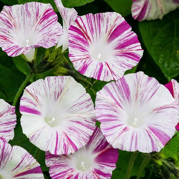Gurney's Venice Pink Morning Glory Flower Seeds (10 Seed Packet)