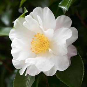 3 gal. Camellia Mine No Yuki Shrub with White Flowers