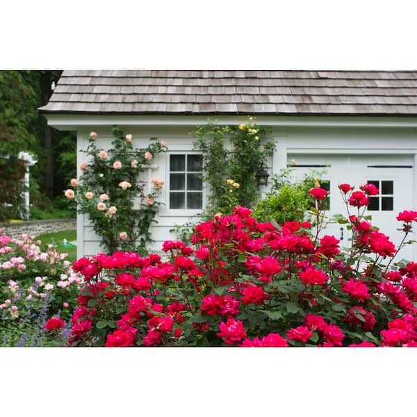 3 Gal. Red Double Knock Out Rose Bush with Red Flowers (2-Pack)