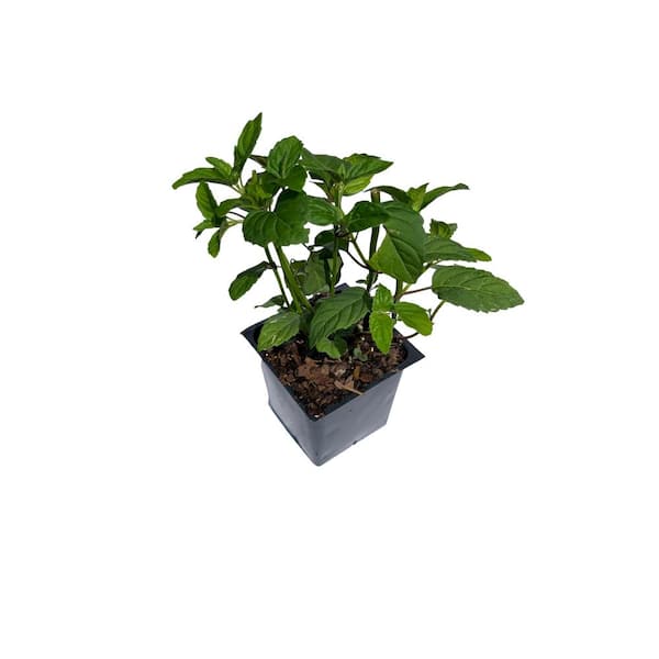 Daylily Nursery 3 Bee Balm Bee Lieve Plants in 3 Separate 4 in. Pots