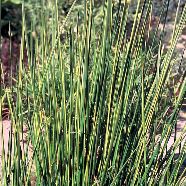 Vigoro 1 Gal. . 'Variegated' Rush Baumea Grass Perennial Plant With No Blossom