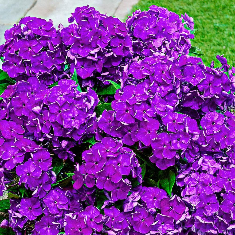 Desire Bambini Purple Flowering Garden Phlox Dormant Bare Root Perennial Starter Plants (3-Pack) price history on PriceWatchPro
