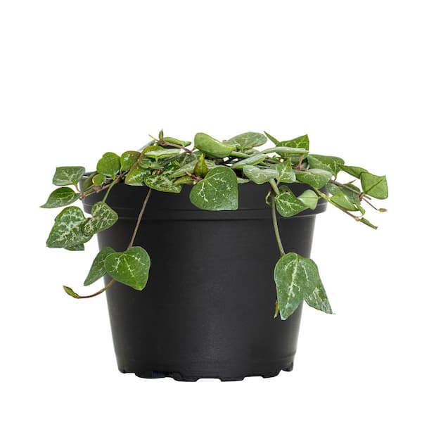 United Nursery 4 in. String of Hearts Ceropegia Woodii Succulent Plant in Grower Pot