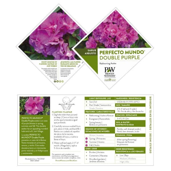 PROVEN WINNERS 2 Gal. Perfecto Mundo Double Purple Azalea Shrub with Bright  Purple Flowers 16873 - The Home Depot