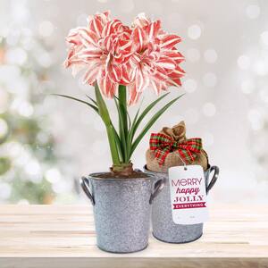 26/28cm Dancing Queen Double Amaryllis Bulb Gift Kit with Zinc Container