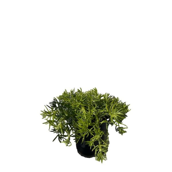 Live Sedum Lemon Ball in Separate in Pots Pet-Safe (1-Pack)