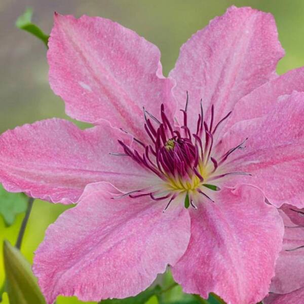 Wekiva Foliage Clematis Sarah Elizabeth-3 Live Plants in 3.5 in. Growers Pots-Beautiful and Rare Starter Vines Ready for The Garden