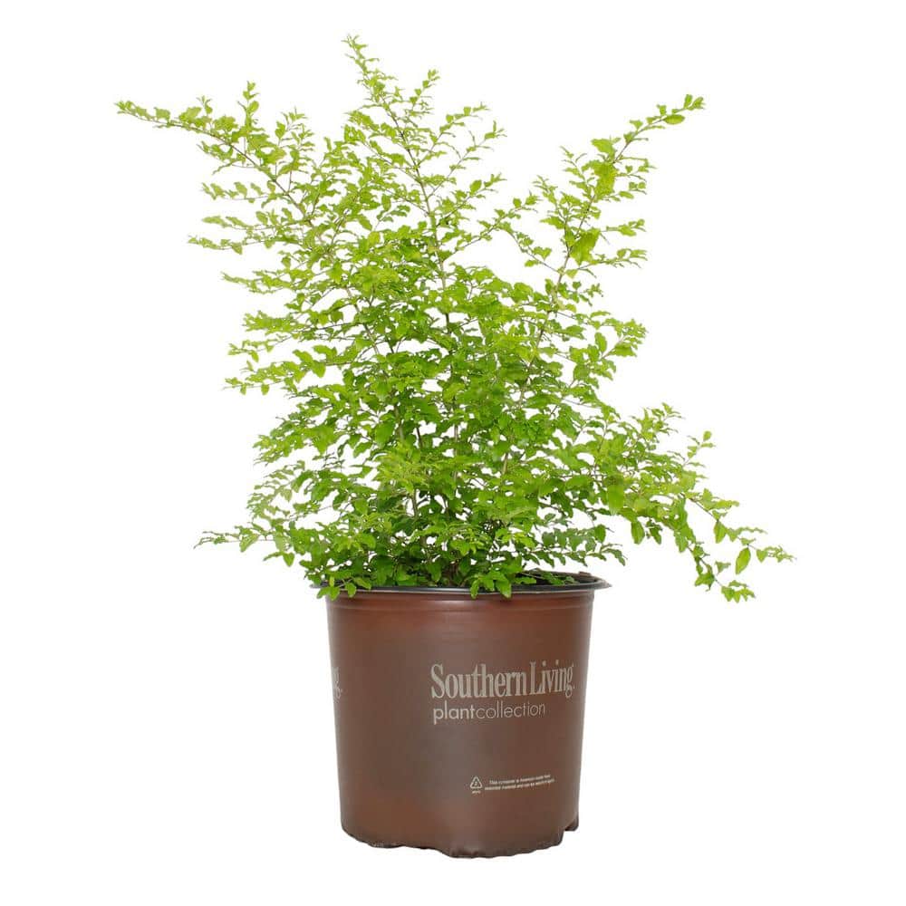 3 Gallon Sunshine Ligustrum Chartreuse Shrub
