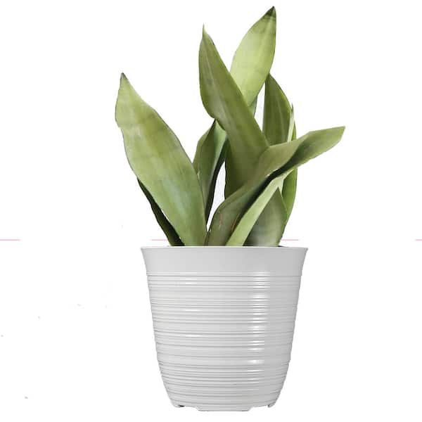 12 in. to 15 in. Tall Snake Plant Sansevieria Moonshine Plant in 6 in. White Decor Pot