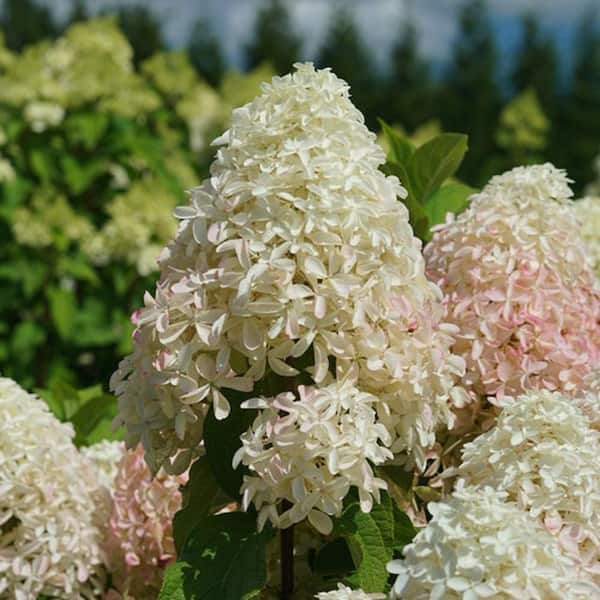 Artificial White Paniculata Hydrangea Bouquet