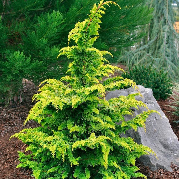 DIRECT GARDENING 1 Gal. Pot, Hinoki Gold Fernspray Cypress Potted