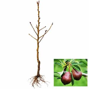 Dwarf Seckel Sugar Pear Tree - Perfectly Snack-Sized Tiny Sweet Pears (Bare-Root, 3 ft. to 4 ft. Tall, 2-Years Old)