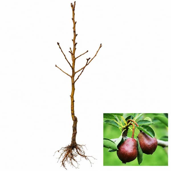 Dwarf Seckel Sugar Pear Tree - Perfectly Snack-Sized Tiny Sweet Pears (Bare-Root, 3 ft. to 4 ft. Tall, 2-Years Old)