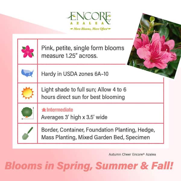 1 Gal. Autumn Cheer - Re-Blooming Compact Evergreen Shrub with Petite Pink Blooms