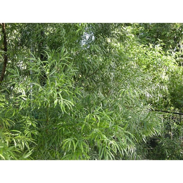 Unbranded Podocarpus Tree