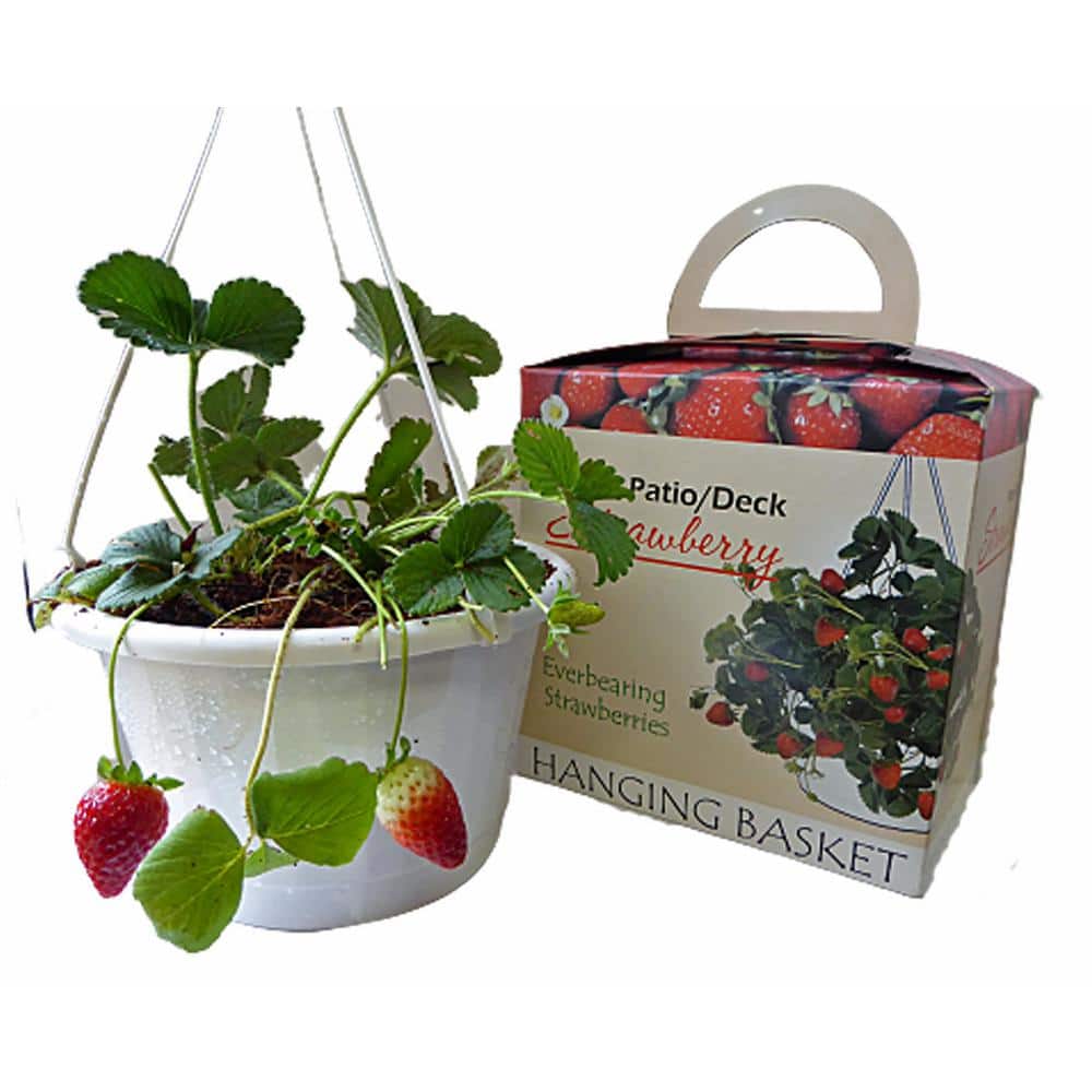 Strawberry Hanging Basket- Everything You Need to Grow Organic ...