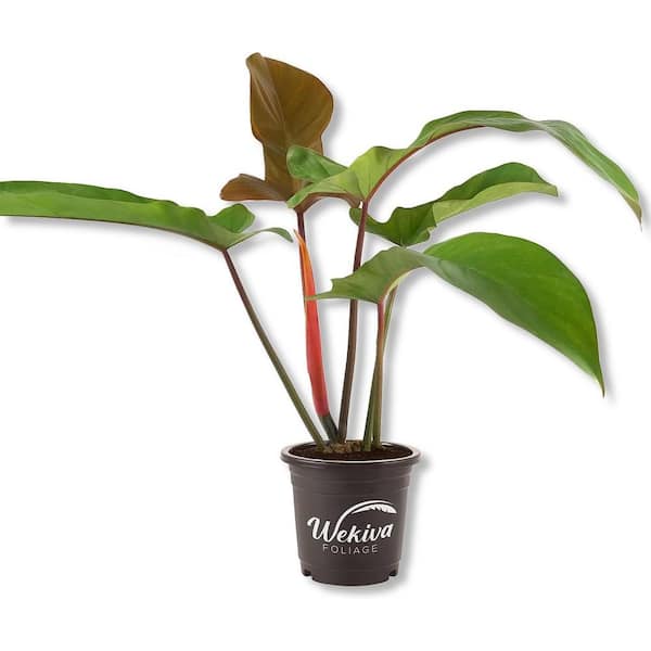 Wekiva Foliage Enchanting Florida Bronze Philodendron-Live Starter Plant in a 4 Inch Pot-Philodendron Erubescens Florida Bronze