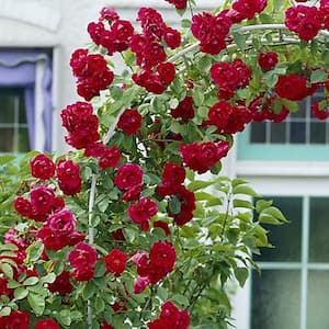 Climbing Rose CL Blaze Roses Bloom Color Red (1 Root Stock)