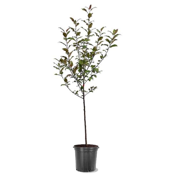 Centurion Crabapple Pink Flowering Ornamental Tree
