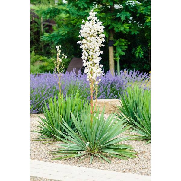 2.5 qt. Perennial Yucca Variegated (2-Pack) 1171 - The Home