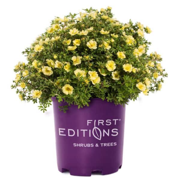 2.0 Gallon Lemon Meringue Potentilla (Potentilla fruticosa 'Lemon Meringue') Shrub with Yellow flowers 1-Each
