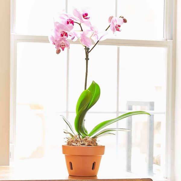 Artisanal ~LARGE~Wavey Rim w/FLOWER/HOLES Terra cotta Clay Orchid Pot 