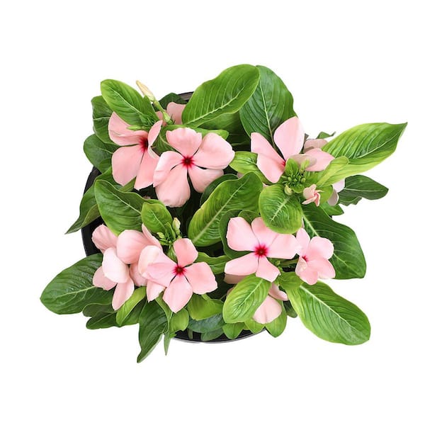 ALTMAN PLANTS #1 2.5 Qt. Pink Periwinkle Plant