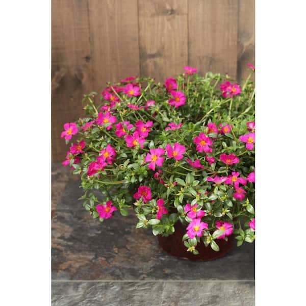 PROVEN WINNERS 4.25 in. Eco+Grande Mojave Fuchsia Moss Rose